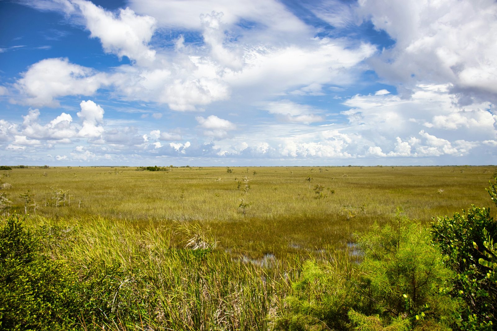 Into the Everglades